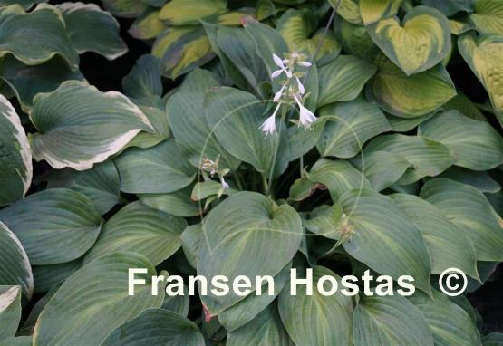Hosta Blue Haired Lady